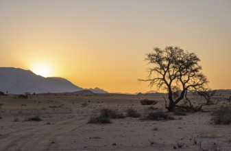 Desert landscape in the evening light at sunset, Brandberg, Erongo, Damaraland, Namibia