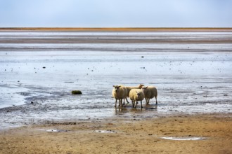Free-range Icelandic sheep (Ovis), sheep on Rauðisandur beach, Raudisandur, near Patreksfjördur,
