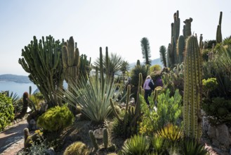 Cacti, Jardin Exotique, Èze, Cote d'Azur, Alpes-Maritimes, Provence-Alpes-Cote-d'Azur, South of