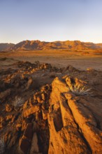 Desert landscape with Brandberg in the morning light, at sunrise, Erongo, Damaraland, Namibia