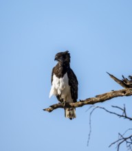 Black-breasted Snake Eagle (Circaetus pectoralis), perched on a branch against a blue sky, Erongo,