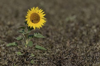 Single sunflower (Helianthus annuus) in bloom in a field of ripe field beans (Vicia faba), North
