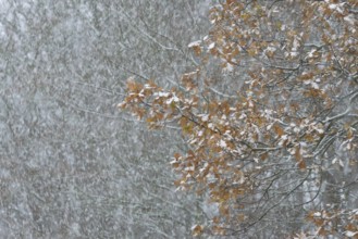 Oak (Quercus) with autumn leaves in dense snowfall, snow drift, North Sea, Norddeich, Lower Saxony,