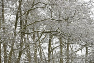 Deciduous trees, alders (Alnus) covered with snow, North Sea, Norddeich, Lower Saxony, Germany