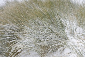 Beach grass (Ammophila arenaria) covered with snow, dune landscape of Norddeich, North Sea, Lower