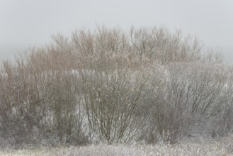 Winter day, onset of winter, snow lies on the bushes in the dune landscape of Norddeich, North Sea,