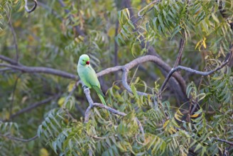 Collared Parakeet (Psittacula krameri), Luni, Rajasthan, India
