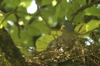 Wood pigeon (Columba palumbus) in a nest in an apple tree, Allgäu, Bavaria, Germany, Allgäu,