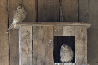 Kestrel (Falco tinnunculus) female and young bird at the incubator, village in Münsterland, North