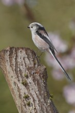 Long-tailed Tit (Aegithalos caudatus), on a tree stump, Wilnsdorf, North Rhine-Westphalia, Germany