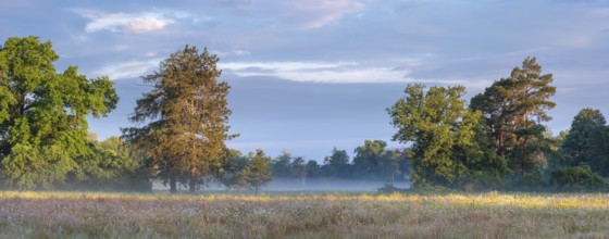 Wildflower meadow in Wörlitz Park with morning mist in the morning light, Garden Kingdom