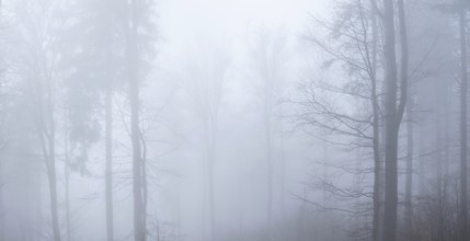 Beech forest in dense fog, Upper Palatinate, Bavaria, Germany