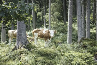 Cows (bovidae), Rauris, Pinzgau, Salzburg, Austria