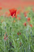 Red poppy (Papaver) blooming in wildflower meadow, poppy, Saxony-Anhalt, Germany