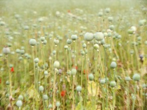 Field with baking poppy, multiple exposure of the capsules, poppy capsule, Saxony-Anhalt, Germany