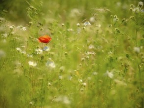 Single red poppy flower (Papaver) in wildflower meadow, corn poppy, Saxony-Anhalt, Germany