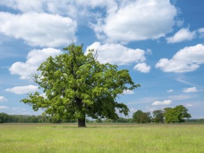Old large solitary oak tree in a meadow in the Elbe meadows under blue sky with cumulus clouds,