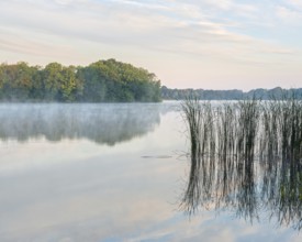 Still lake with reeds in the morning light, morning mist rising, Märkische Schweiz nature park