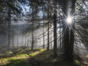 Natural spruce forest with morning fog, sunbeams break through the fog, at the Dreisesselberg,