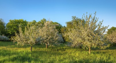 Orchard meadow in spring, green meadow and blossoming apple trees in the evening light, Rhön,