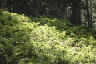 Fern (Polypodiopsida), Rauris primeval forest, Rauris, Pinzgau, Salzburg, Austria