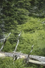 Deadwood, Rauris primeval forest, Rauris, Pinzgau, Salzburg, Austria