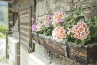 Geraniums on an old farm, Rauris, Pinzgau, Salzburg, Austria