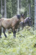 Horses (equus caballus), Rauris, Pinzgau, Salzburg, Austria