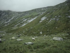 Sheep (Avis) on a pasture in Windbachtal, Krimmler Tauern, Pinzgau, Salzburg, Austria