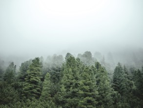Forest in the morning mist, Krimmler Tauern, Pinzgau, Salzburg, Austria