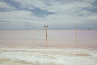 Bull's heads on stakes, saltworks, Salin-de-Giraud, Bouches-du-Rhône, Arles, France