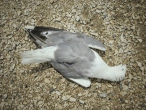 Dead seagull, saltworks, Salin-de-Giraud, Bouches-du-Rhône, Arles, France