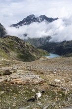 Sheep in barren mountain landscape, view of cloud-covered mountains and light blue mountain lake