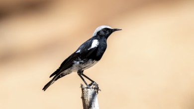 Mountain Wheatear (Myrmecocichla monticola), sitting on a branch, Spitzkoppe, Erongo, Namibia