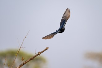Mourning Drongo (Dicrurus adsimilis) in flight, Kruger National Park, South Africa