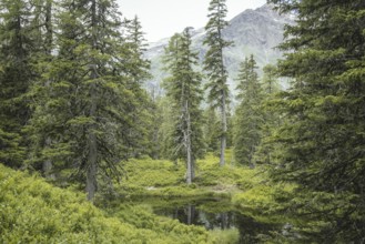 Blackwater pond, Rauris primeval forest, Kolm Saigurn, Pinzgau, Salzburg, Austria