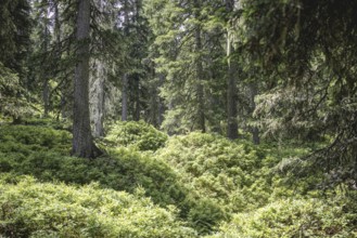 Fern ground (Polypodiopsida), Rauris primeval forest, Kolm Saigurn, Pinzgau, Salzburg, Austria