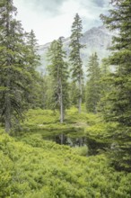 Blackwater pond, Rauris primeval forest, Kolm Saigurn, Pinzgau, Salzburg, Austria