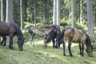 Horses (equus caballus), Rauris, Pinzgau, Austria