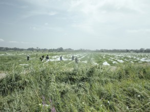 African labourers harvesting crops, Rhone Delta, Arles, Provence, France