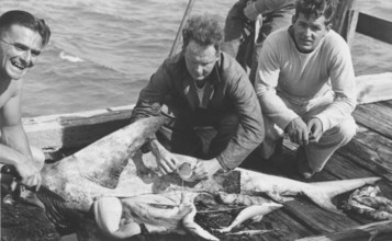 Sport fishing, sport fishermen, fishermen posing with catch, blue shark (Carcharhinus glaucus),