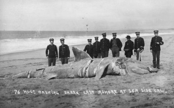 Basking shark (Cetorhinus maximus), soldiers posing on the beach next to the big shark, 1910,