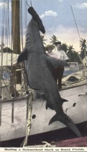 Fisherman posing with catch, proud, Great hammerhead (Sphyrna mokarran), ca. 1910, Florida