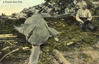 Two fishermen, Largetooth sawfish (Pristis pristis), caught in Florida, USA, 1905