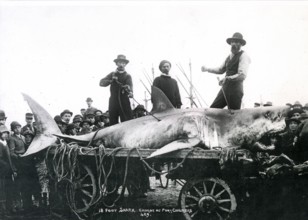 Great white shark (Carcharodon carcharias), onlookers pose with the shark, which is laid out on a