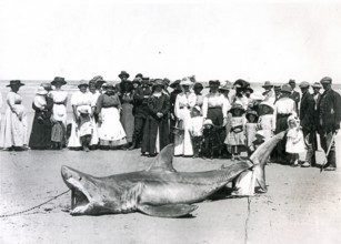 Great white shark (Carcharodon carcharias) caught in Adelaide, Australia Adelaide, 1915. Onlookers