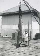 Sport fishing, sport fisherman, boy posing with tiger shark (Galeocerdo cuvier), ca.1920, New