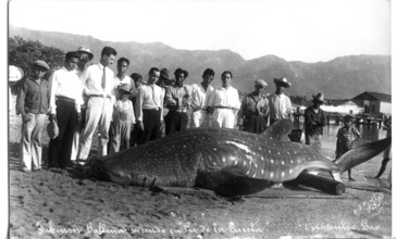 Whale shark (Rhincodon typus), approx. 6 metres long, onlookers pose next to the shark. Acapulco de