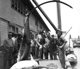 Common thresher (Alopias vulpinus), fishermen and onlookers pose with the shark in the harbour.