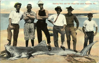 Tiger shark (Galeocerdo cuvier), onlookers pose next to the shark. The picture clearly shows the